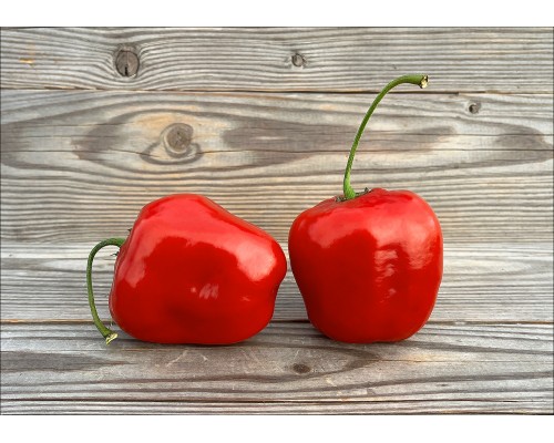 Rocoto Merivale