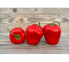 Rocoto Samland