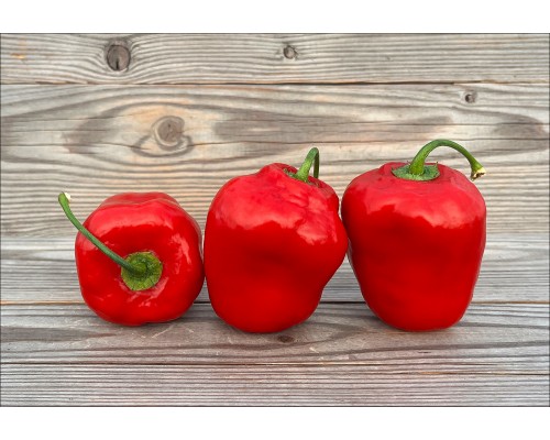 Rocoto Samland