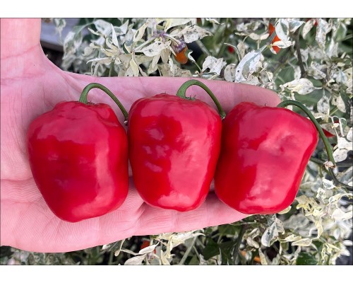 Rocoto Samland