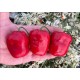 Rocoto Samland