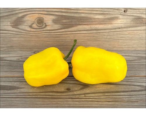 Rocoto Ponart Lemon