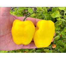 Rocoto Ponart Lemon