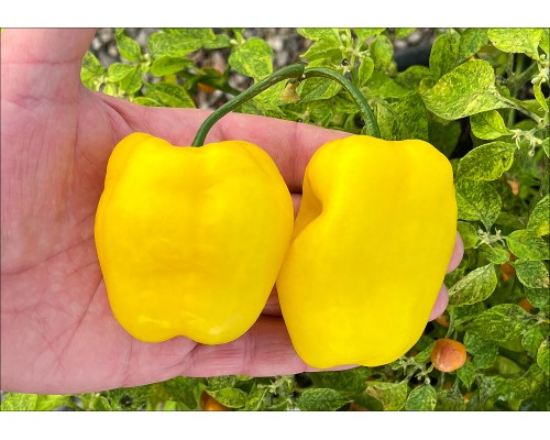 Rocoto Ponart Lemon