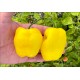 Rocoto Ponart Lemon