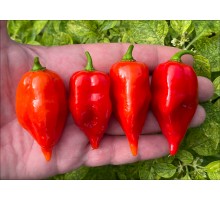 Sweet Red Habanero
