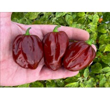 Habanero Morado