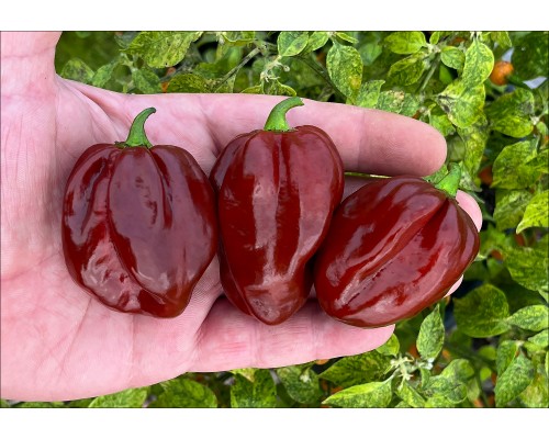 Habanero Morado
