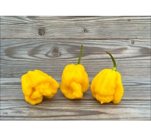 Carolina Monster Yellow
