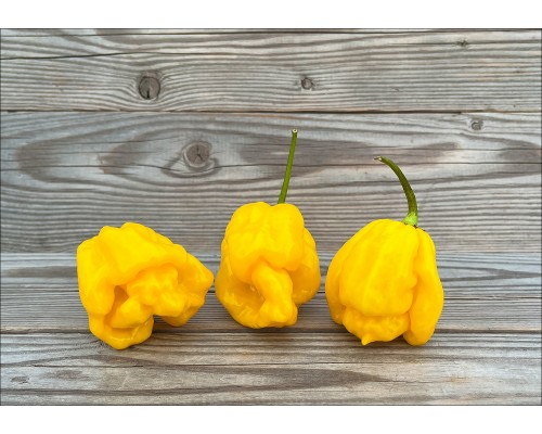 Carolina Monster Yellow