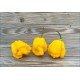 Carolina Monster Yellow