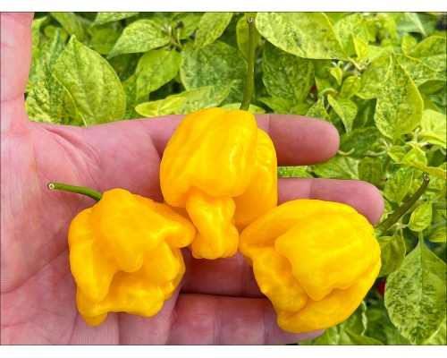 Carolina Monster Yellow