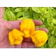 Carolina Monster Yellow