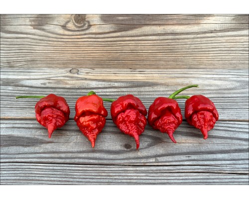 Carolina Reaper Caramel