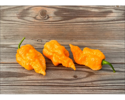 Naga Orange