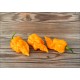 Naga Orange