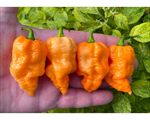Naga Orange