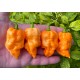 Naga Orange