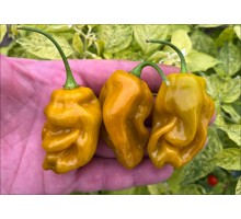 Mowenort Mustard