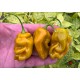 Mowenort Mustard