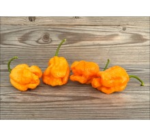 Happola Orange