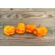 Happola Orange