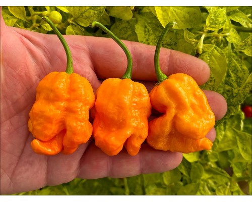 Happola Orange