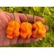 Happola Orange