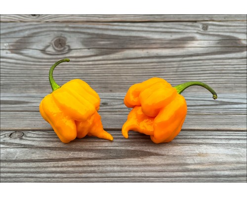 Puffy Orange