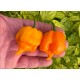 Puffy Orange