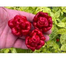 Congo Moruga