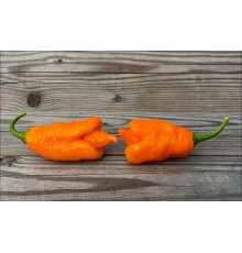 Excision Orange