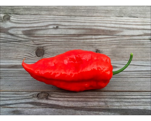 Quantum Ghost Red