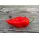 Quantum Ghost Red