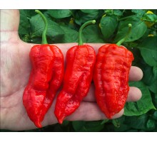 Quantum Ghost Red