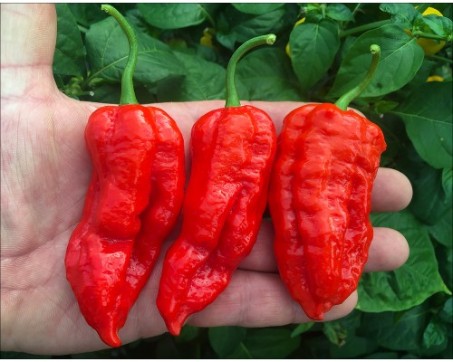 Quantum Ghost Red