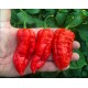 Quantum Ghost Red