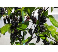 Purple Carolina Reaper x Naga Tiger Red