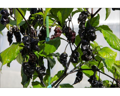 Purple Carolina Reaper x Naga Tiger Red
