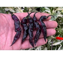 Jes's Purple Peach