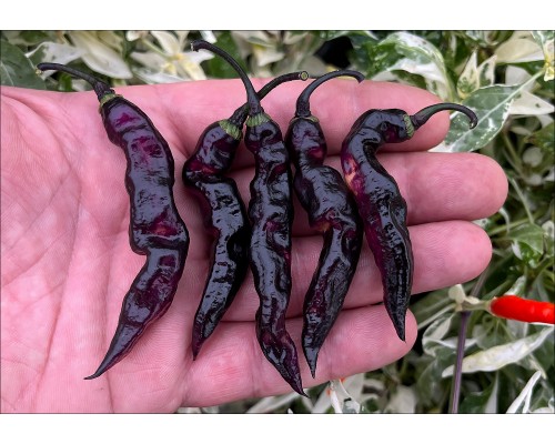Jes's Purple Peach