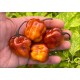 Bloom Orange