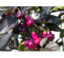 Cheiro Roxa x Scarlet Lantern Roxa