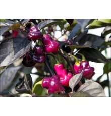 Cheiro Roxa x Scarlet Lantern Roxa