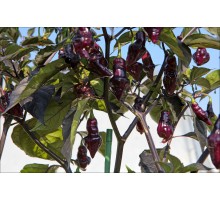 Cheiro Roxa x Scarlet Lantern Red