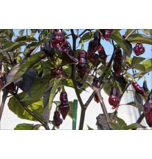 Cheiro Roxa x Scarlet Lantern Red