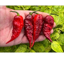 Fox Dark Ghost Gnarly Ruby