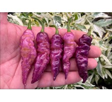 Pimenta Bela Purple