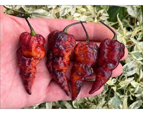 Pimenta Project #5 Purple Orange