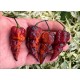Pimenta Project #5 Purple Orange